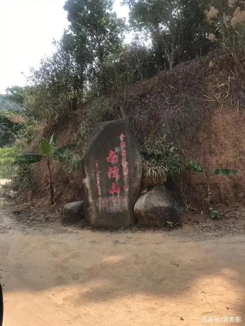 古茶第一村”，你見過這樣的茶樹嗎？