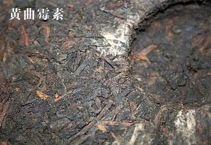 普洱茶有黃曲霉毒素，喝了會致癌？不黑不吹，咱用事實說話