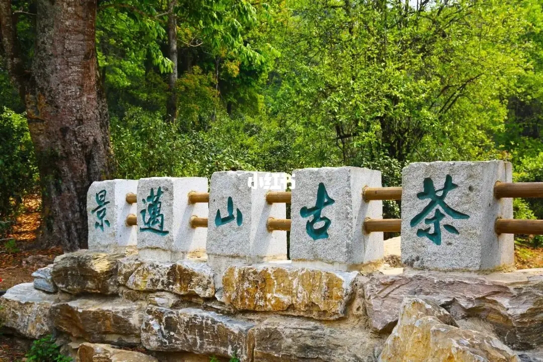 普洱茶的年份：新茶、老茶、中期茶、印級茶、古董茶