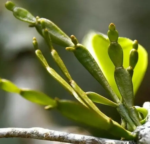 “螃蟹腳”是什么？