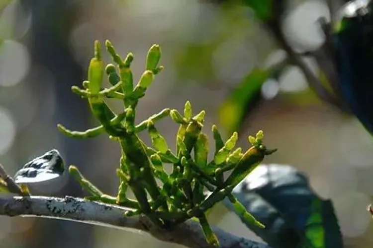 什么是螃蟹腳？茶界的螃蟹腳可能和你想的不一樣！