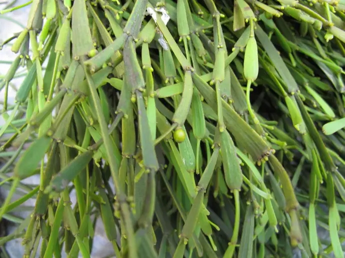 普洱茶中的“螃蟹腳”，到底是什么？如何辨別？