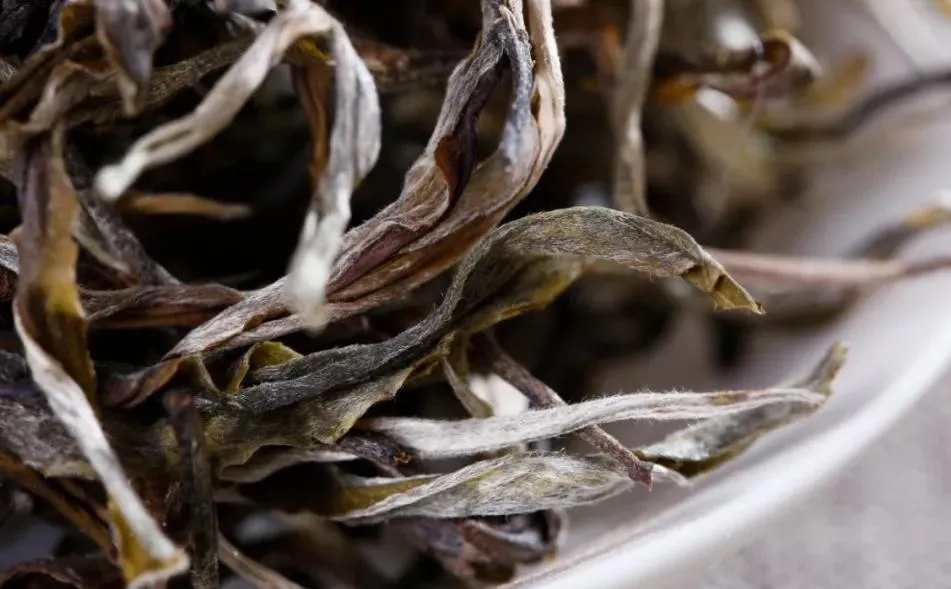 普洱茶樹(shù)生長(zhǎng)的海拔越高，品質(zhì)就越好嗎？