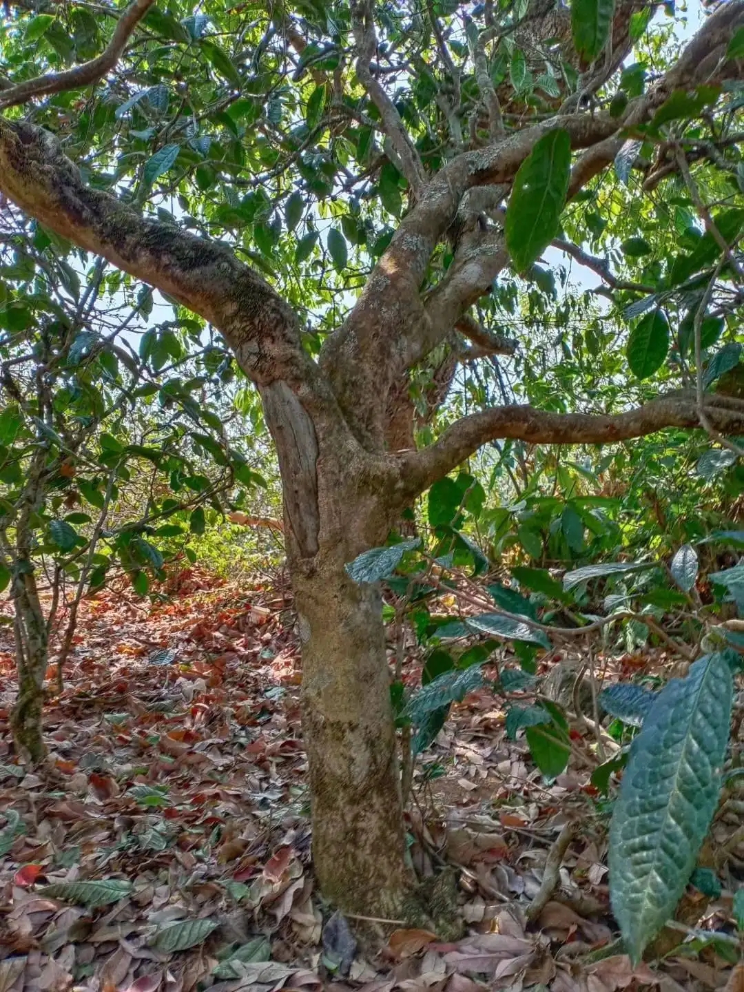 一山一韻，普洱茶的山韻