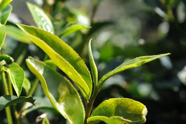 普洱茶“山野氣韻”如何形成？