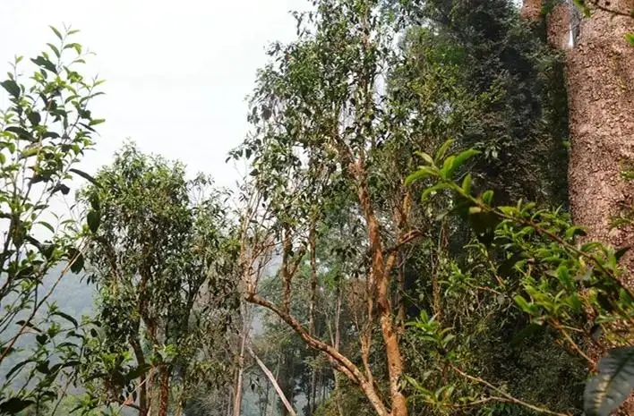 易武白茶園 | 量少珍稀古樹茶、易武茶中的佼佼者~香揚水柔有內(nèi)質(zhì)