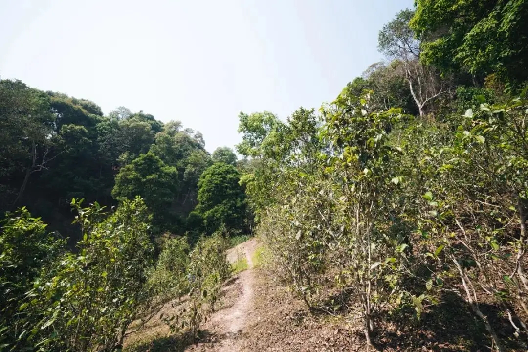 易武荒韻， 秘境白茶園