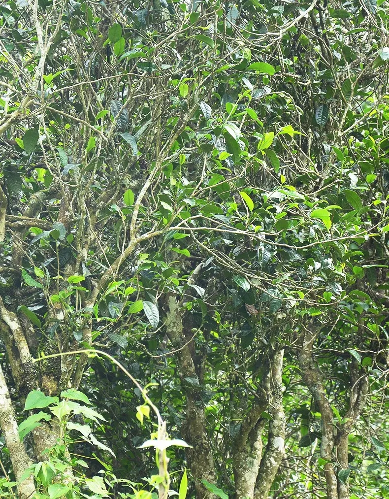 香竹箐：千年的觸摸，穿越時空的證明