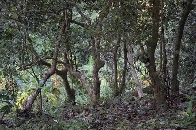 一山一味，山頭茶存在的意義究竟是什么？