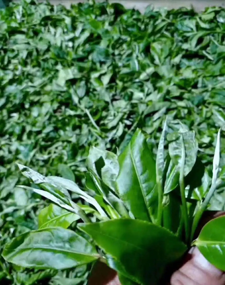 【答疑解惑】關(guān)于勐庫大葉種，你了解多少？