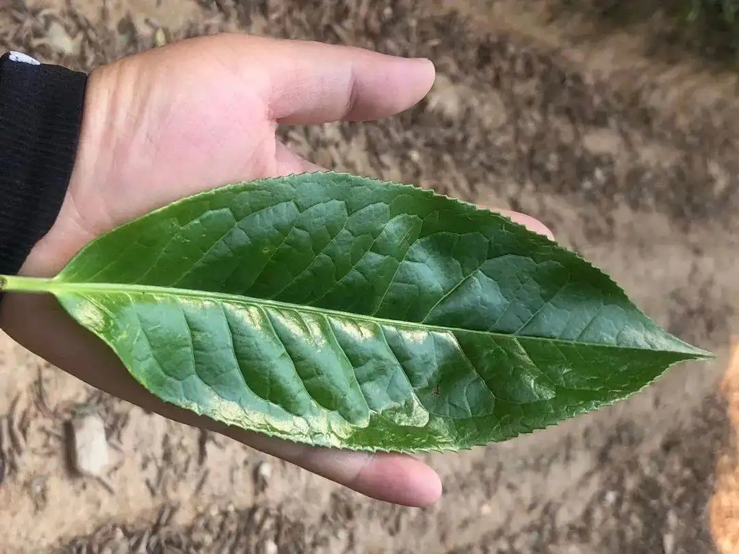 【茶百科】勐庫大葉種的適制性。