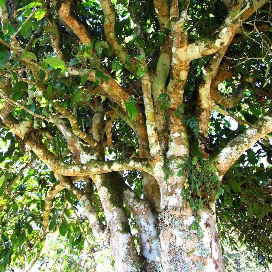 來自易武秘境的至味臻品！氣韻強勁，余韻深邃，一口喚醒你的味蕾~
