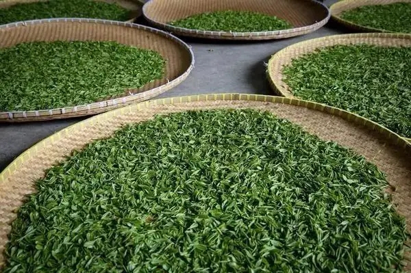 傳統(tǒng)普洱茶殺青工藝原理，專家們是這樣說的