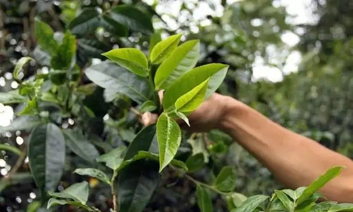 云南大葉種和小葉種是一個品種嗎？兩者有何優(yōu)勢？