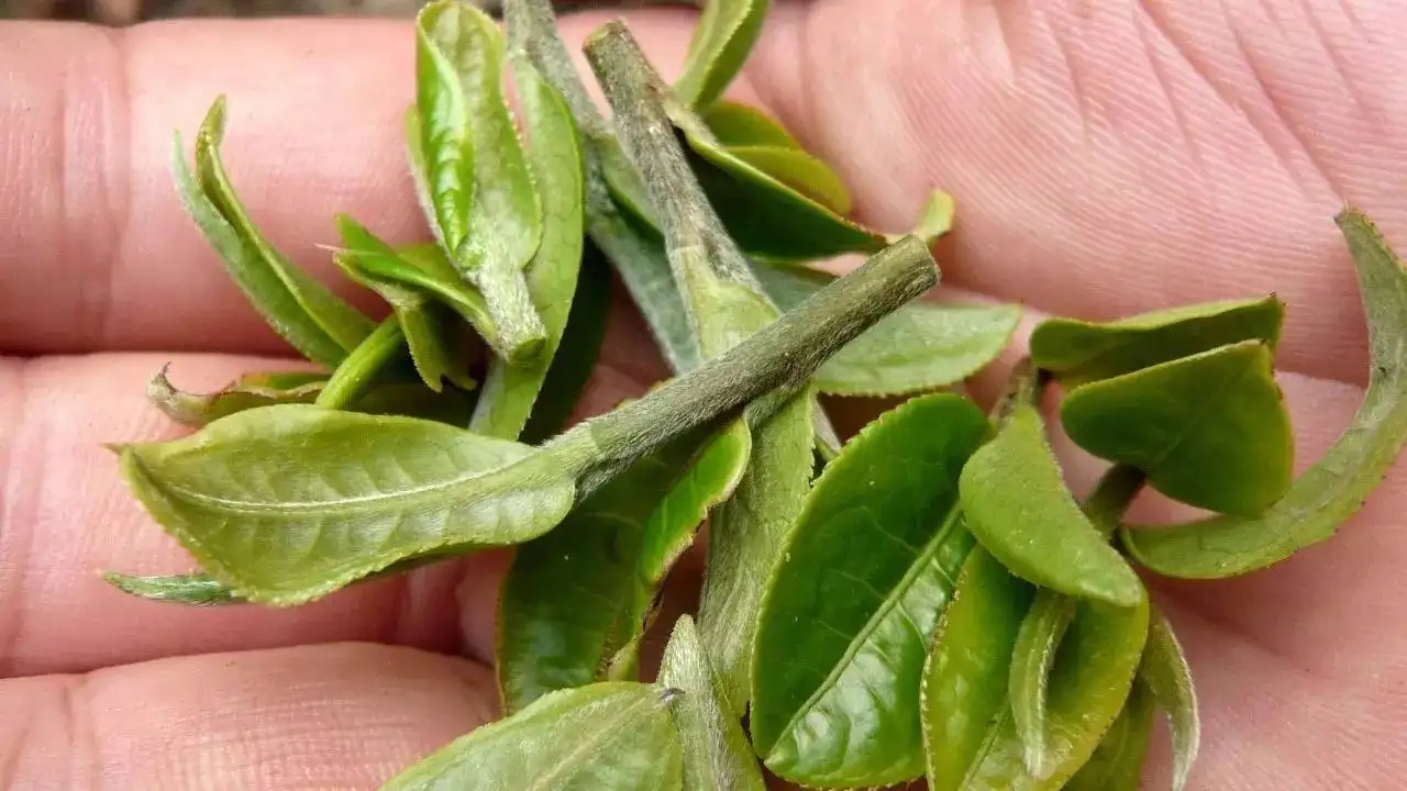 云南大葉種曬青毛茶，是什么茶？