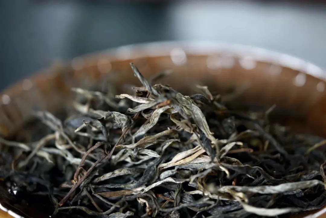 2023年老班章古樹春茶口感！