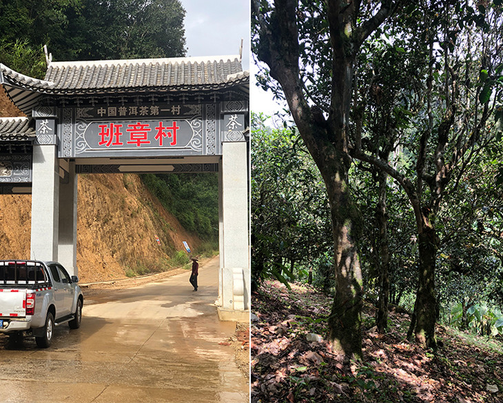 2023年新班章古樹春茶品質(zhì)怎么樣？