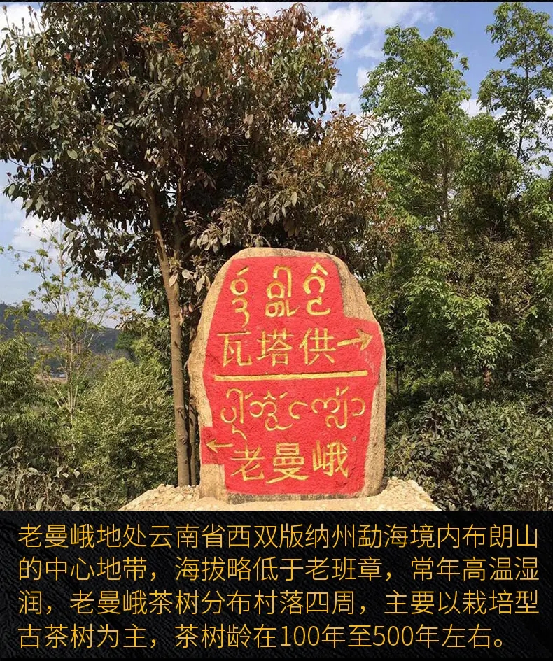 2023年老曼峨古樹春茶口感？