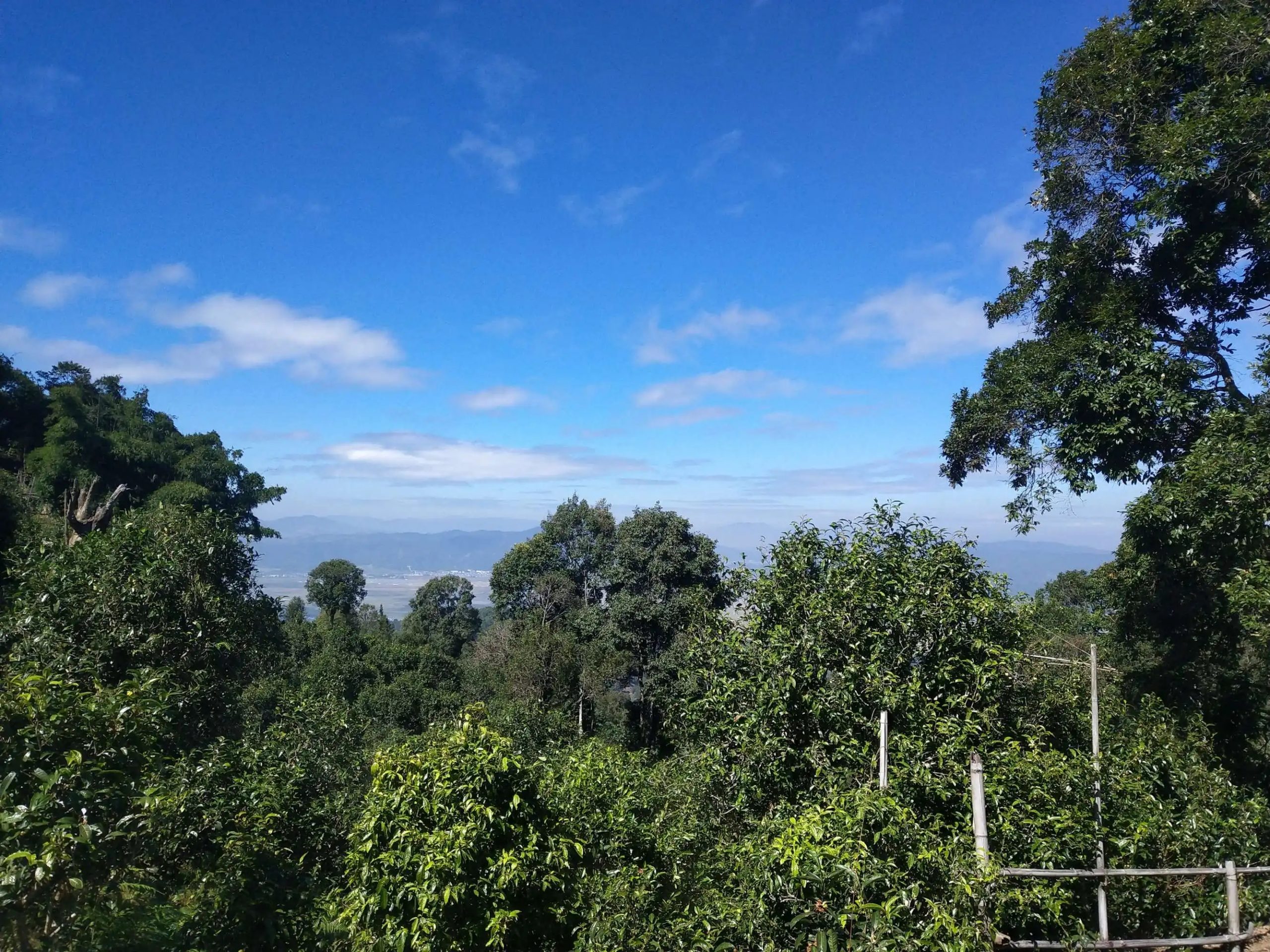 2023年廣別老寨古樹春茶特點是什么？