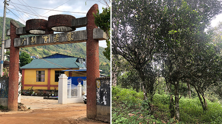 2023年廣別老寨古樹春茶多少錢一公斤？