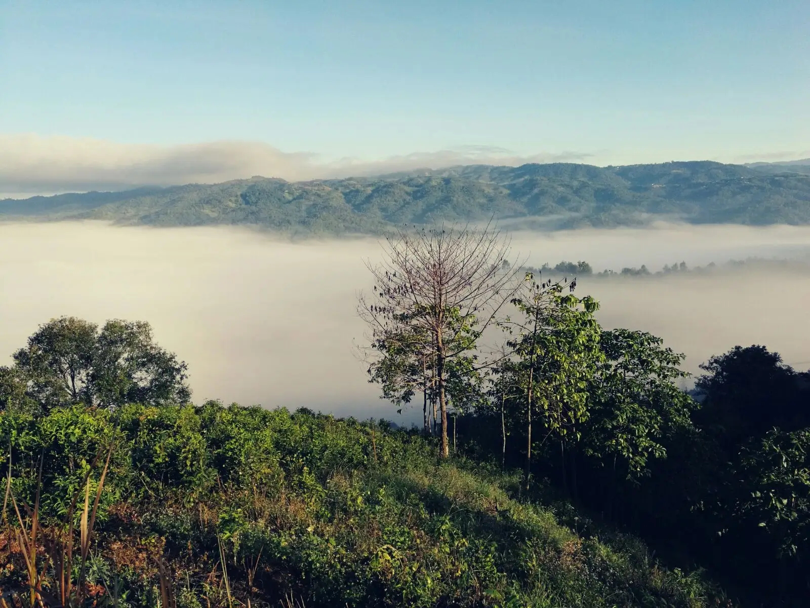 2023年賀開古樹春茶價格是多少？