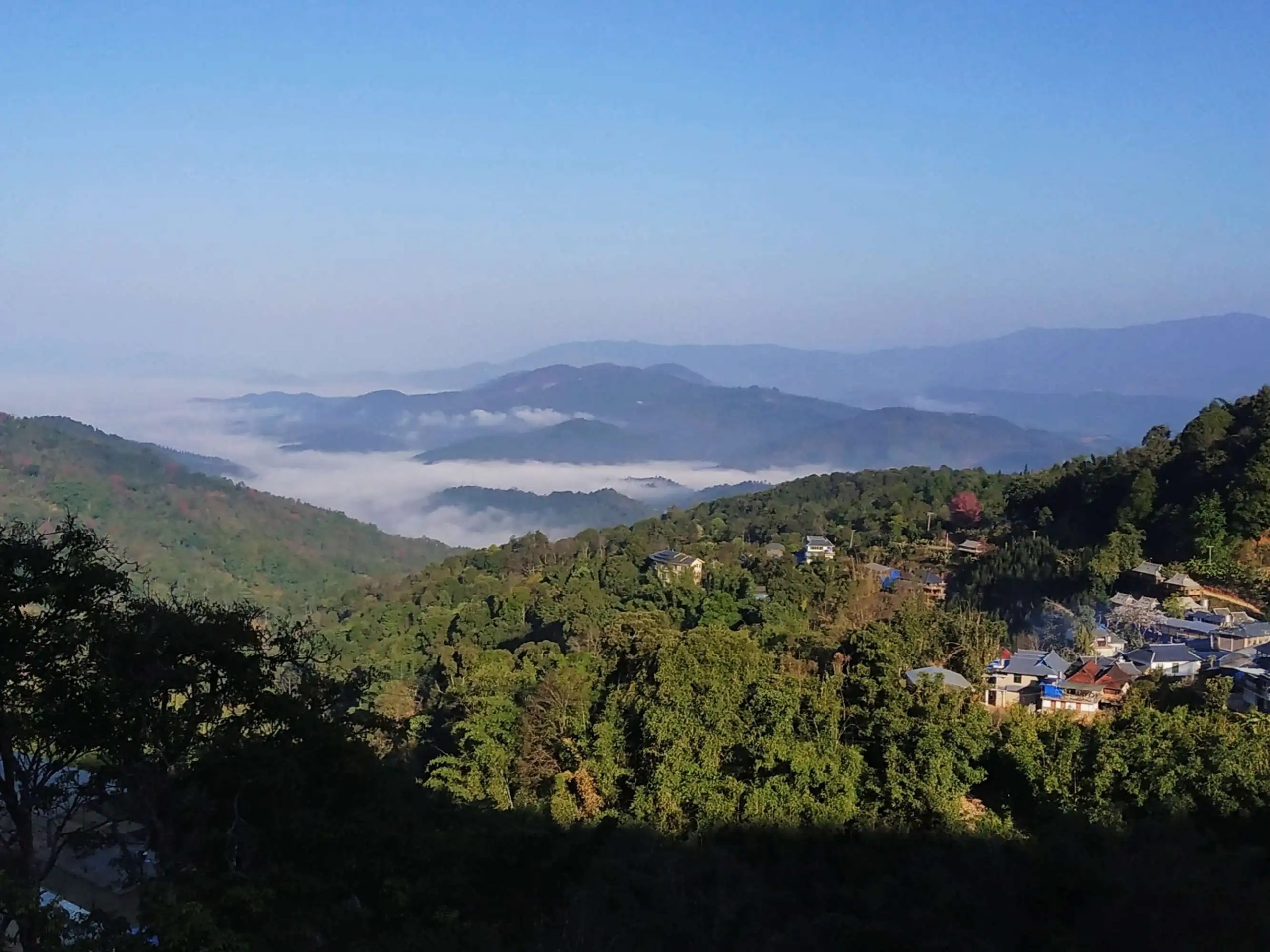 2023年南糯山古樹(shù)春茶口感如何？