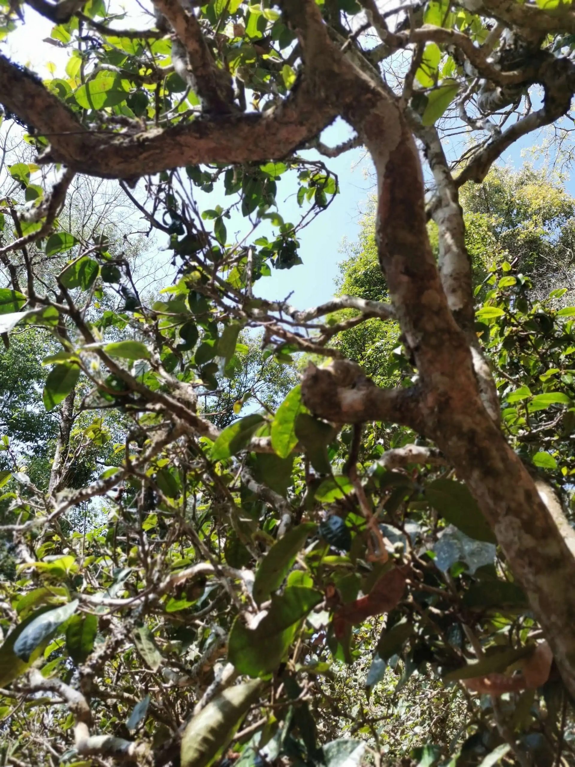 2023年那卡古樹春茶特點(diǎn)是什么？