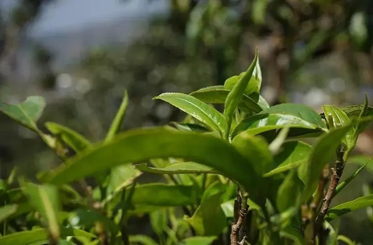 2023年那卡古樹春茶多少錢一公斤？