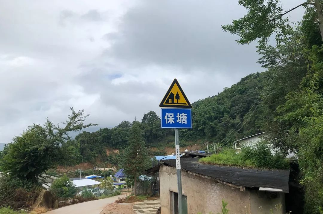 2023年保塘老寨古樹(shù)春茶特點(diǎn)是什么？