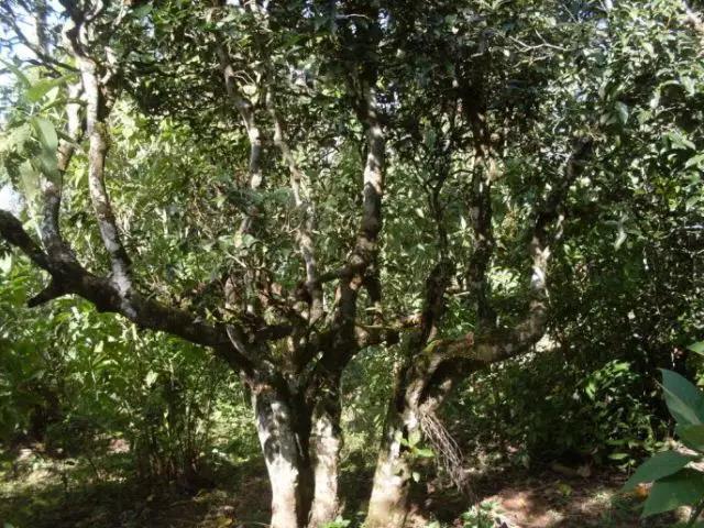 2023年保塘老寨古樹春茶多少錢一公斤？