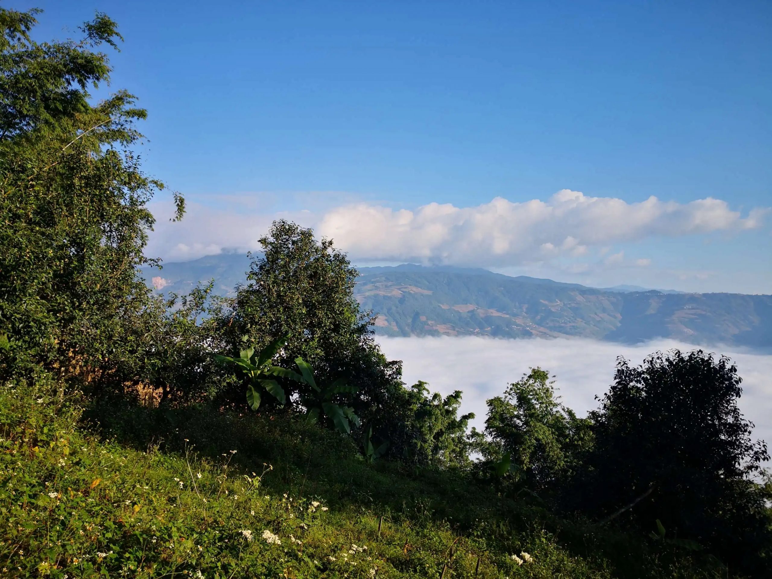 2023年邦崴古樹 春茶品質(zhì)如何？