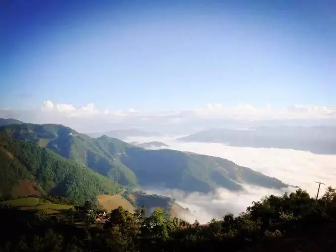 2023邦崴古樹春茶特點(diǎn)是什么？