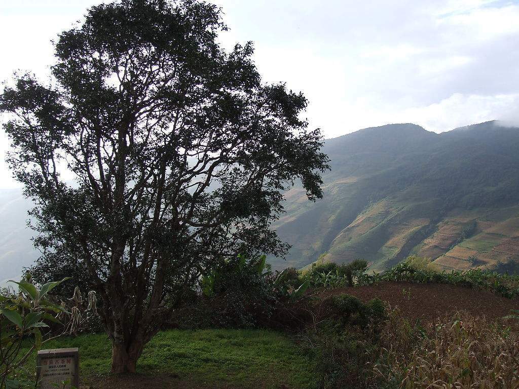 2023年邦崴古樹春茶多少錢一公斤？