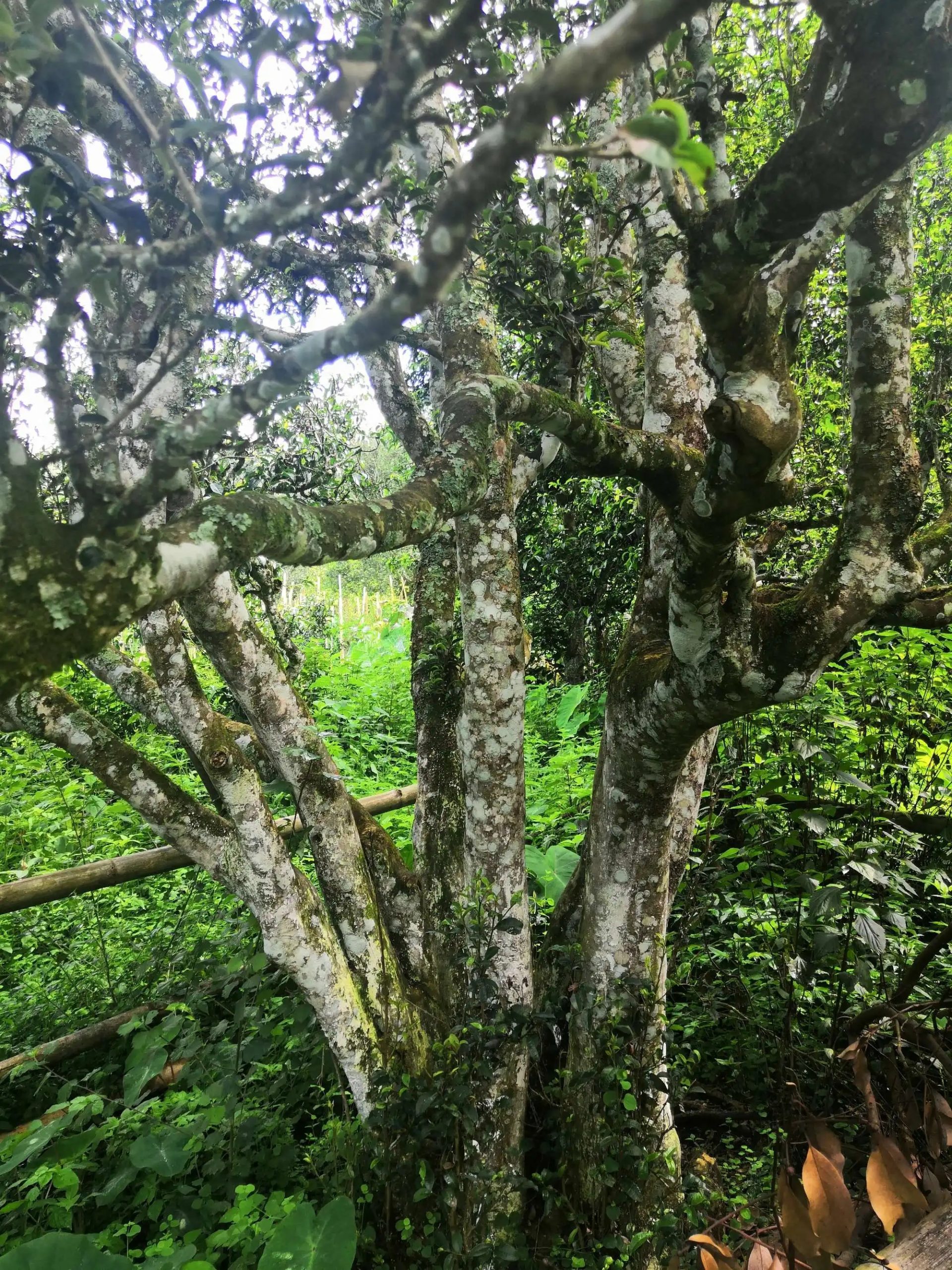 2023年困鹿山古樹春茶價(jià)格是多少？