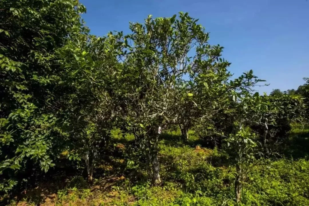 2023年迷帝古樹春茶口感怎么樣？