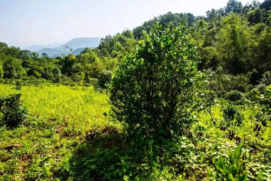 2023年迷帝古樹春茶特點(diǎn)是什么？