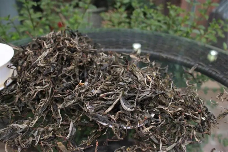 2023冰島古樹春茶品質如何？