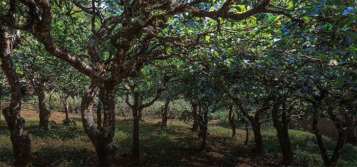 2023年小戶賽古樹(shù)春茶品質(zhì)怎么樣？