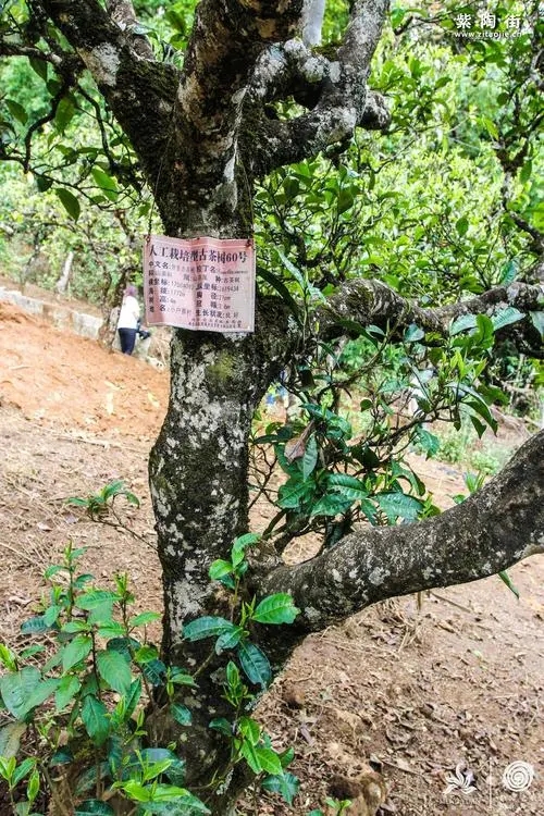 2023年小戶賽古樹春茶特點是什么？