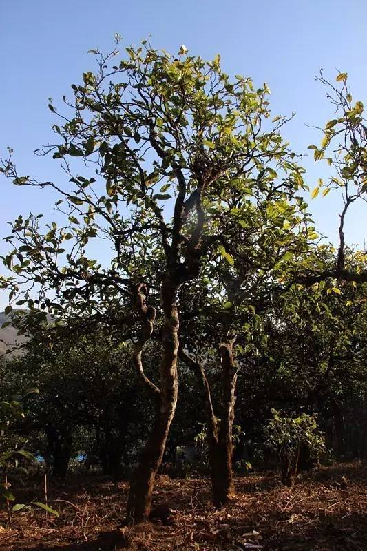 2023年小戶賽古樹春茶多少錢一公斤？