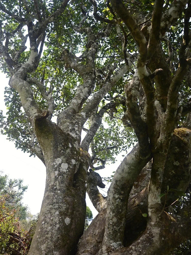 2023年白鶯山古樹春茶多少錢一公斤？