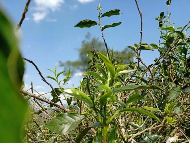 2023年昔歸古樹春茶價格是多少？