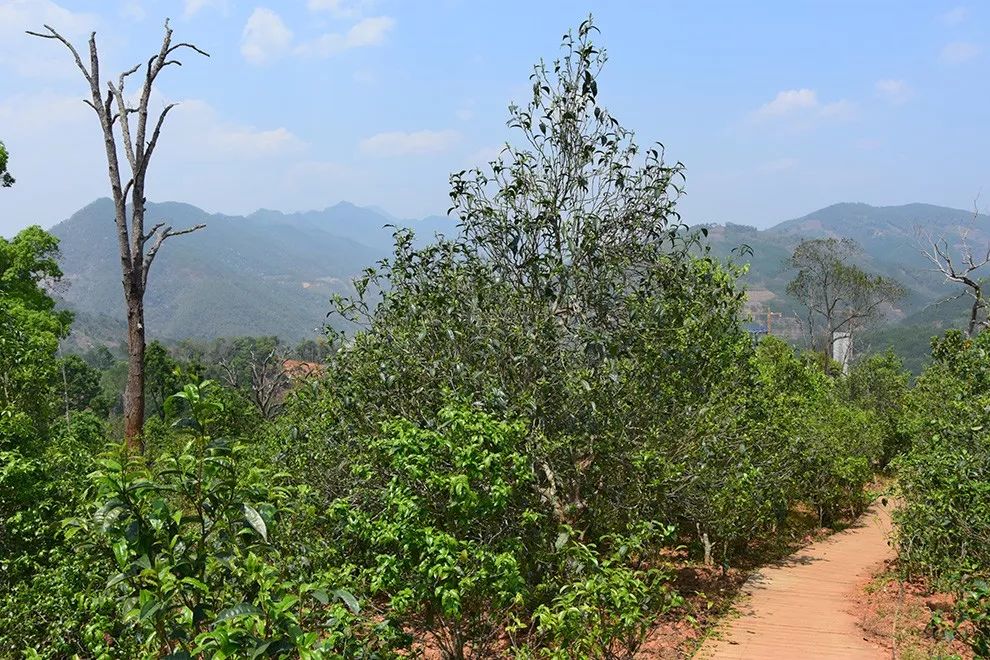 2023年邦東古樹春茶價(jià)格是多少？