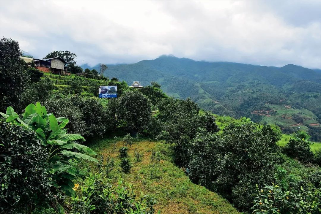 2023年邦東古樹春茶多少一公斤？