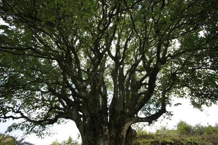 2023年香竹箐古樹春茶品質(zhì)怎么樣？