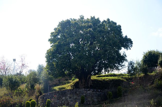2023年香竹箐古樹春茶特點(diǎn)是什么？