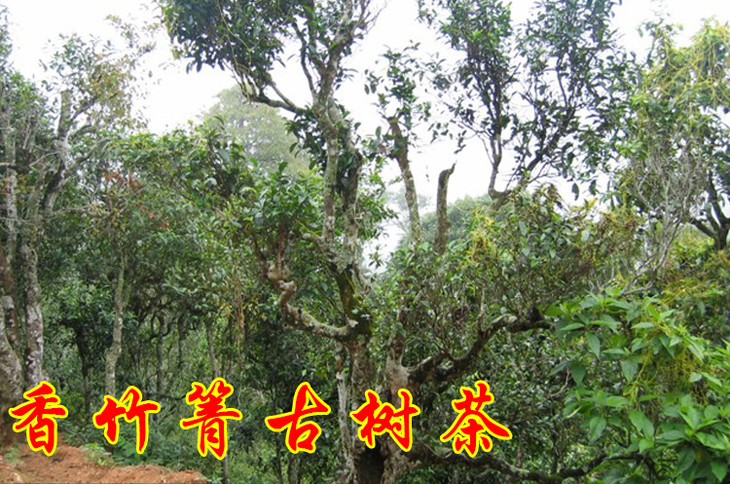 2023年香竹箐古樹春茶價格是多少？