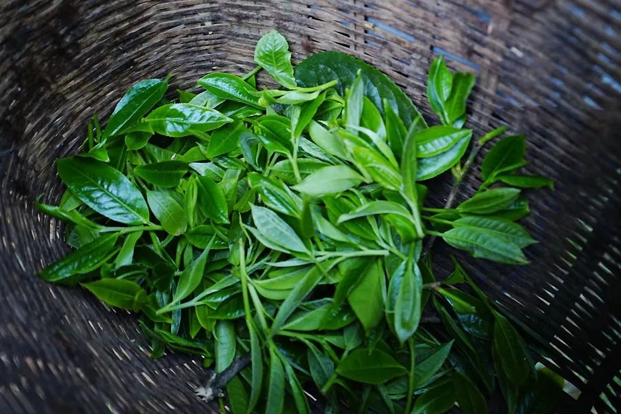 2023年香竹箐古樹春茶多少一公斤？