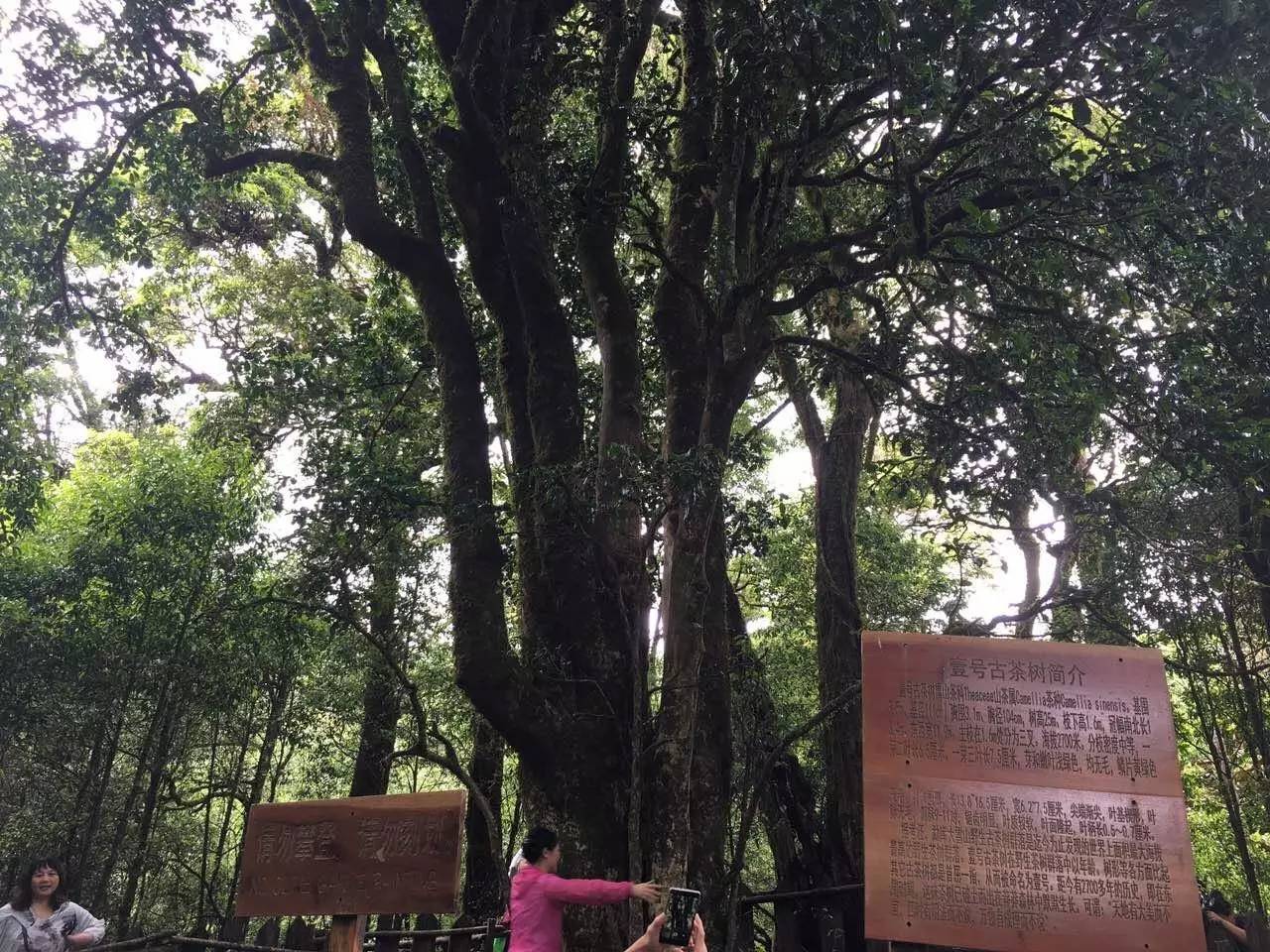 2023年大雪山古樹春茶品質(zhì)怎么樣？