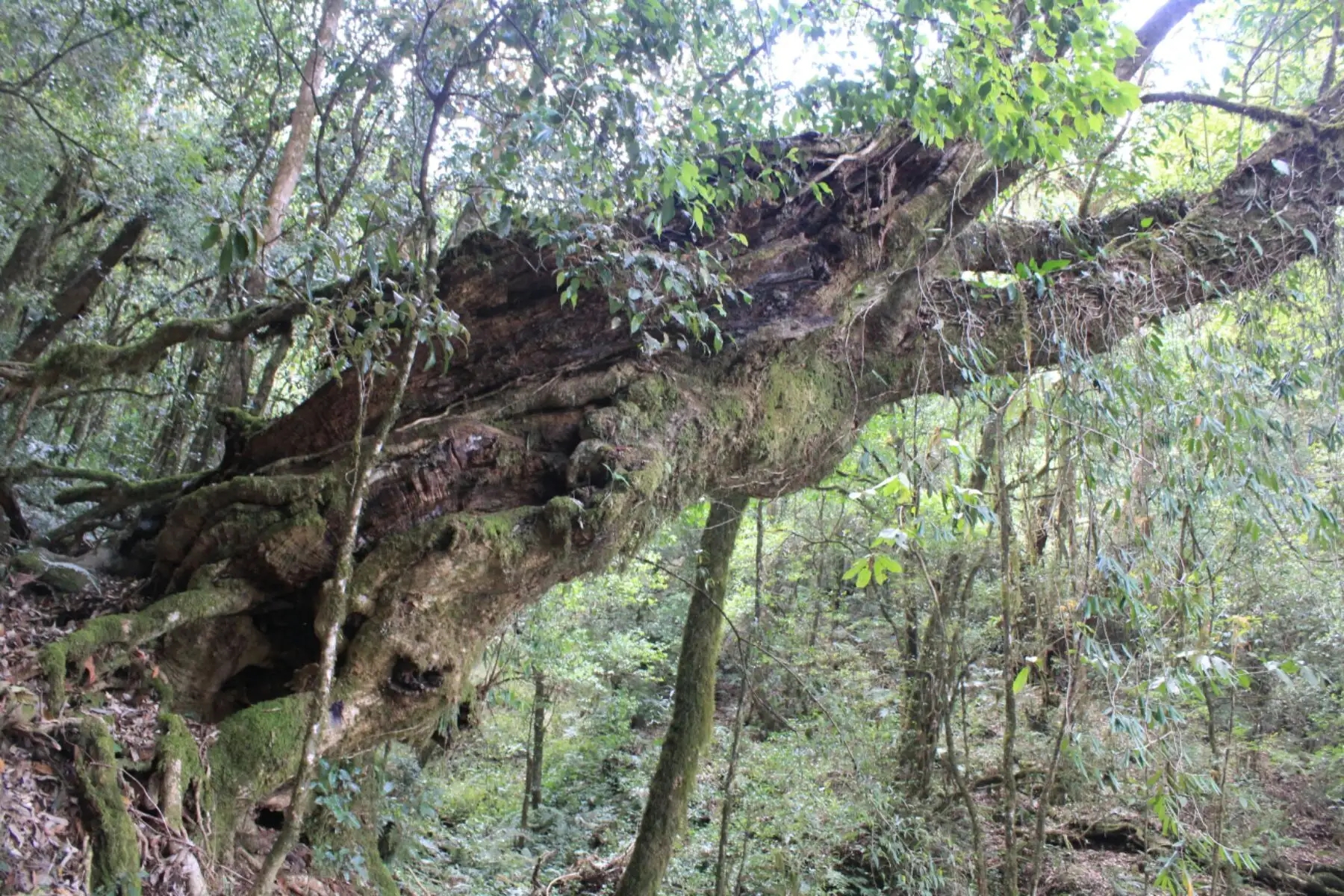 2023年大雪山古樹春茶口感怎么樣？
